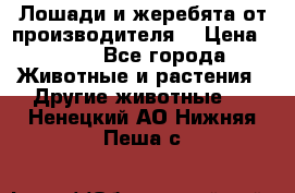 Лошади и жеребята от производителя. › Цена ­ 120 - Все города Животные и растения » Другие животные   . Ненецкий АО,Нижняя Пеша с.